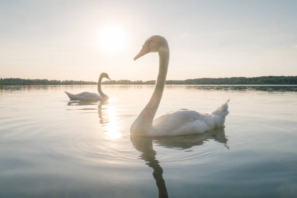 istock Two white swan birds on the lake at sunset 836328904