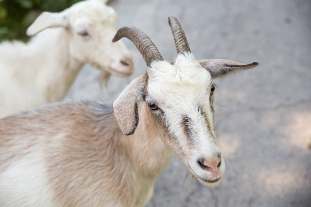 istock Domestic goats, close-up portrait 836332434