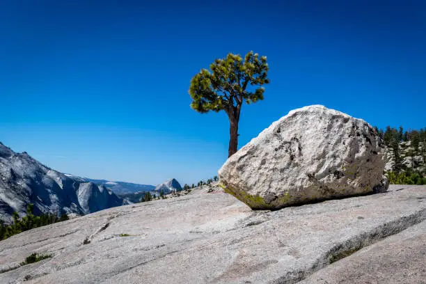 Lone tree at Olmsted Point with Half Dome in the Background, As