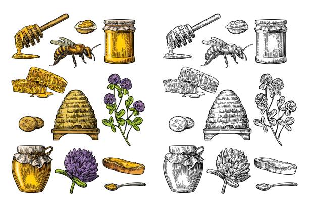 ilustraciones, imágenes clip art, dibujos animados e iconos de stock de conjunto de la miel. tarros de miel de abeja, colmena, trébol, nido de abeja. ilustración grabado vintage vector - white background container silverware dishware