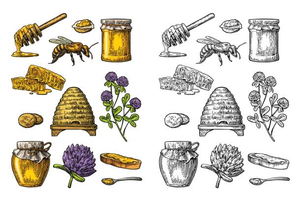 ilustrações de stock, clip art, desenhos animados e ícones de honey set. jars of honey, bee, hive, clover, honeycomb. vector vintage engraved illustration - colmeia ilustrações