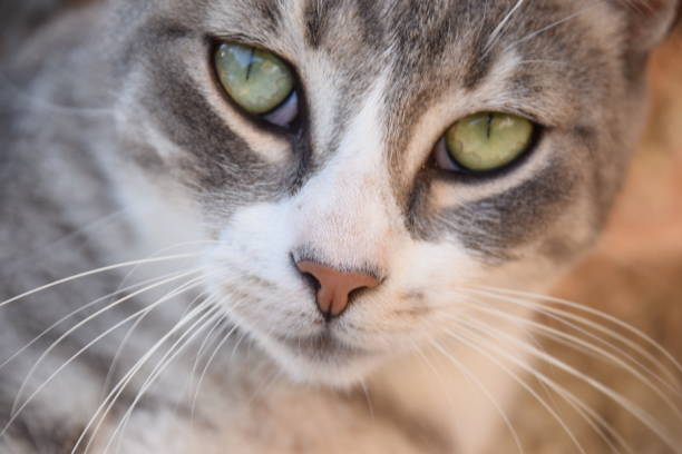 istock Felis silvestris catus looking at the camera. 836340750
