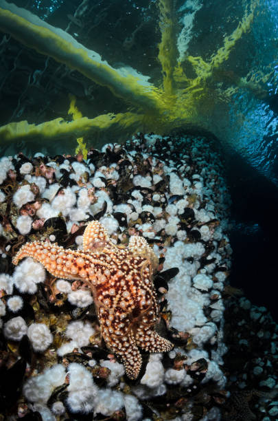 istock Sea Star and Anemones 836343792