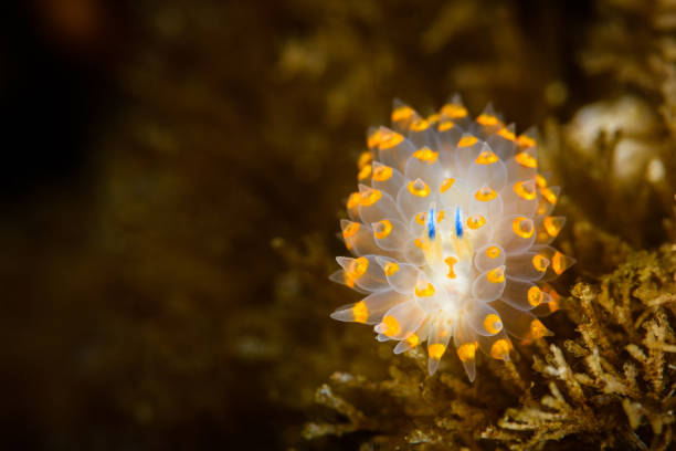 istock Janolus barbarensis Nudibranch 836343804