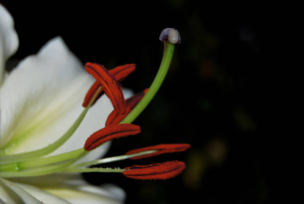 istock Stamens and pistil of white lily 836343878