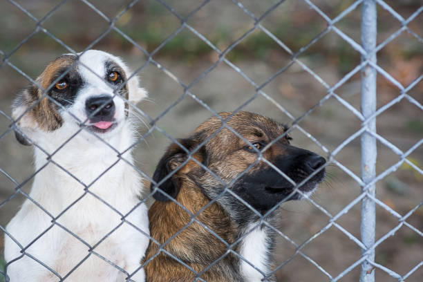 Sad dog in shelter