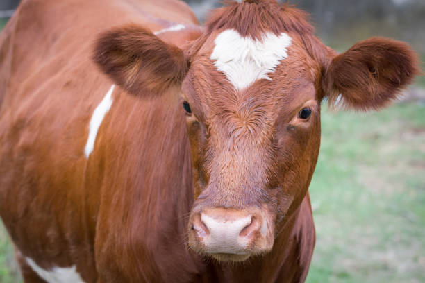 Portrait of a cow with a white heart shape on the head stock photo