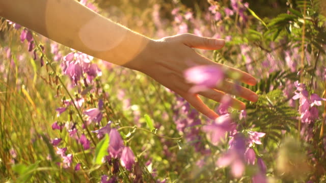 Female hand holds through blooming bells and dry long grass