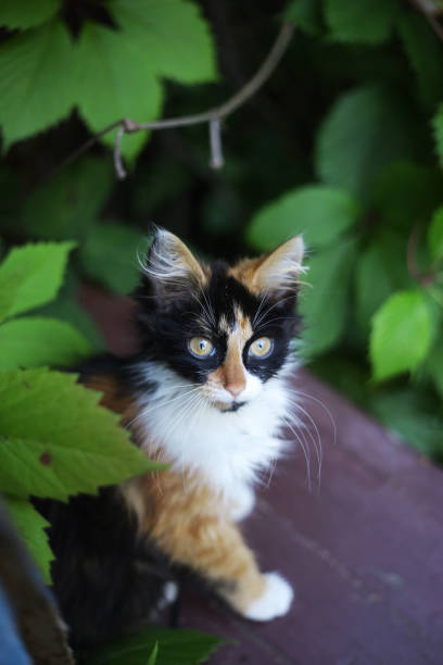 istock three colored she kitten in green garden 836354148