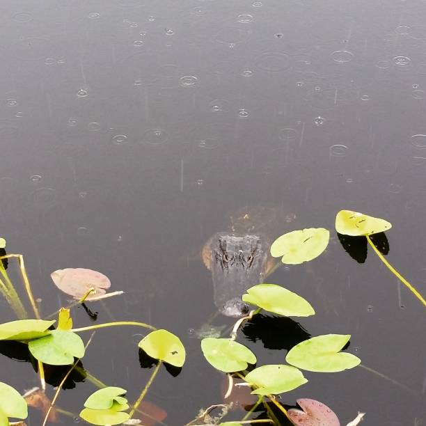 alligator dans everglades sur la vue aérienne de jour de pluie - directly above outdoors alligator florida photos et images de collection