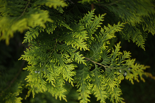 juniper leafs close up photo summer garden texture