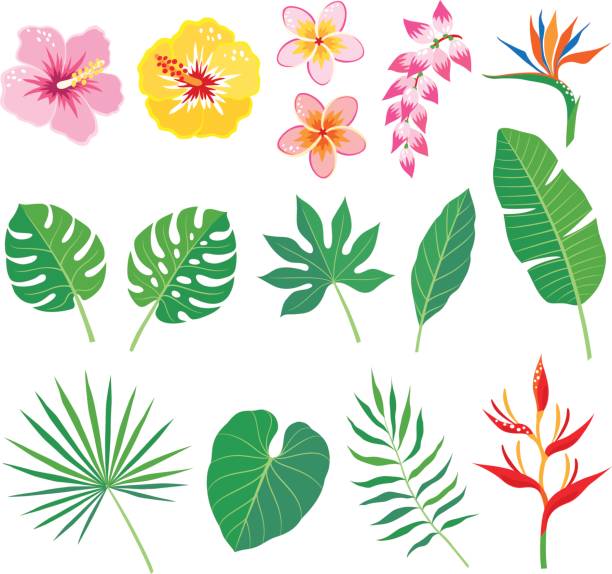 ilustraciones, imágenes clip art, dibujos animados e iconos de stock de hojas y flores tropicales - tropical flowers