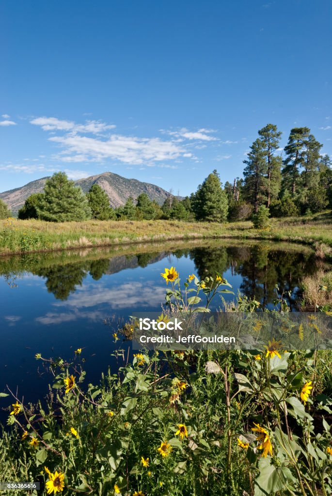 Mountains Reflected in a Pond The Common Sunflower (Helianthus annus), a wild native of the American Southwest, is a member of the Asteraceae family. It has a well-known characteristic, called heliotropism, of pivoting its leaves and buds to track the path of the sun from sunrise to sunset. Once the flowers open, they are oriented to the east to greet the rising sun. The common sunflower thrives in the dry, brown disturbed soils of the southwest, turning the arid landscape into a shimmering yellow carpet that attracts wildlife, insects and human visitors alike. In Northern Arizona, the Navajo ancestors extracted a dark red dye from the outer seed coats and the Hopi cultivated a purple sunflower to make a special dye. The sunflower seed was an important food source for most North American tribes. The sunflower, with its large yellow flowers, is also an iconic art symbol and the state flower of Kansas. After the Summer Monsoon rains bring moisture to the region, sunflowers bloom in fields all over Northern Arizona. This pond, surrounded by sunflowers, was photographed at Campbell Meadows in Flagstaff, Arizona, USA. Arizona Stock Photo