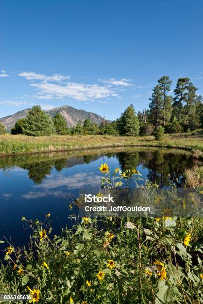 Mountains Reflected In A Pond Stock Photo - Download Image Now - Arizona, Coconino National Forest, Flagstaff - Arizona