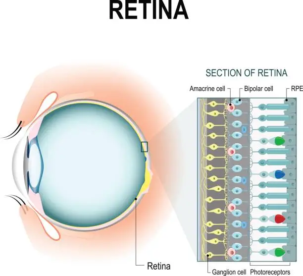 Vector illustration of Photoreceptor cells