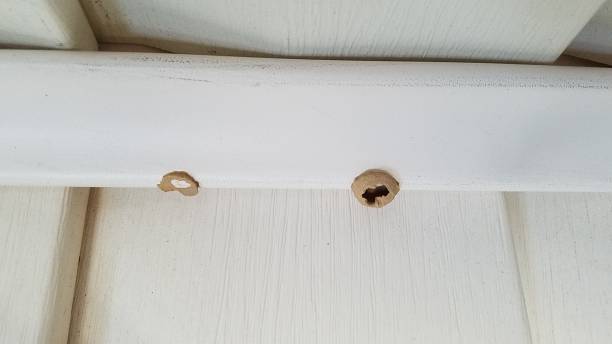 istock wasp mud nest on house siding 836368688