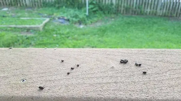 squirrel poop on a deck railing with green grass