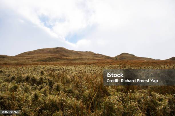 Dwarf Bamboo Stock Photo - Download Image Now - Above, Alpine climate, Climbing