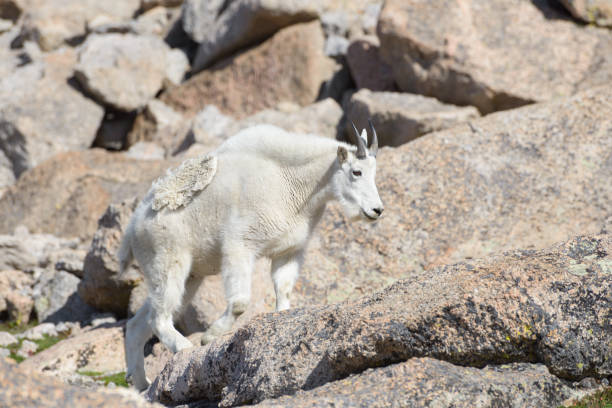 istock Mountain Goats in the Colorado Rocky Mountains 836372900