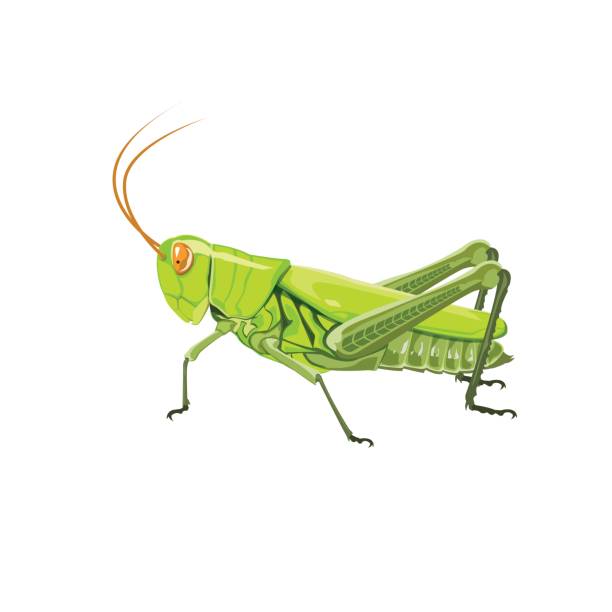 grasshopper grasshopper on a white background. vector Illustration orthoptera stock illustrations