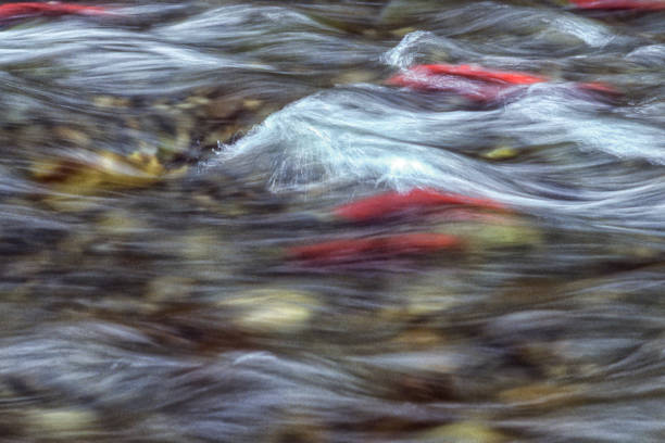 Many sockeye salmon spawning on the fast flowing Russian River\n\n