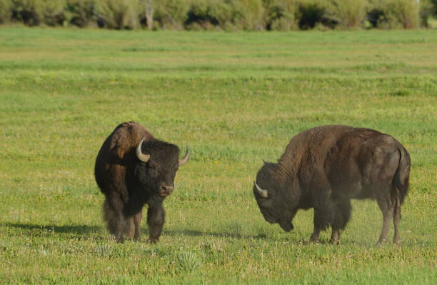 istock Two young Bison bulls getting ready to fight. 836393798
