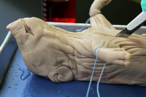 A scalpel being used to dissect a fetal pig by a biology teacher.