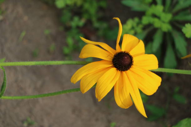 istock Summer background - beautiful bright yellow flowers with gentle petals 836397962