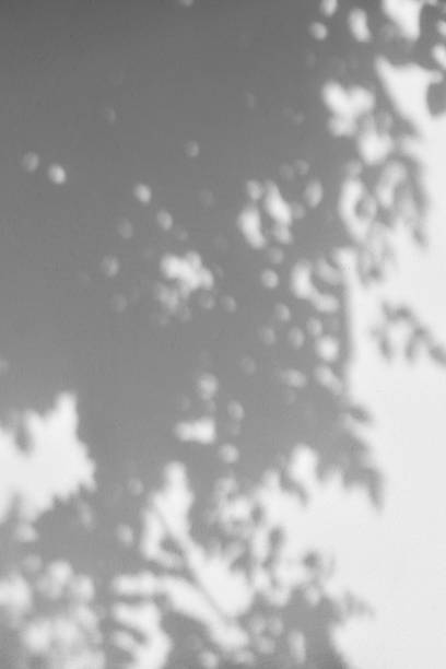 istock Shadow of leaves and tree on faded painted wall 836398050