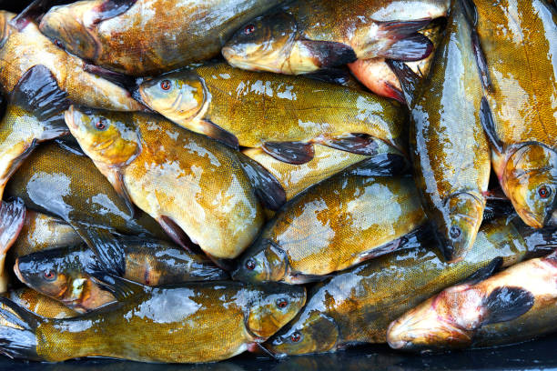 istock Fresh fish catch on sale 836398730