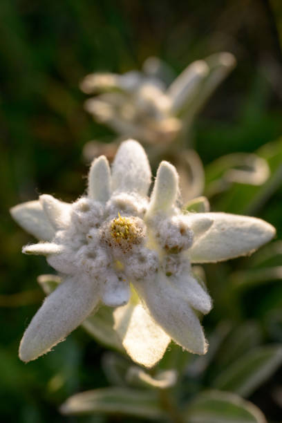 istock Edelweiss flowers in nature 836406082