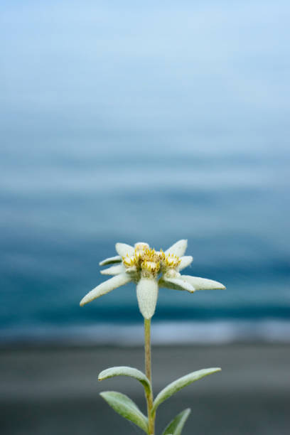Beautiful Edelweiss blooming at summer evening mountains