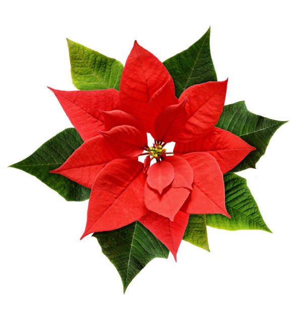 красный рождественский цветок пуансеттии - poinsettia christmas wreath flower стоковые фото и изображения