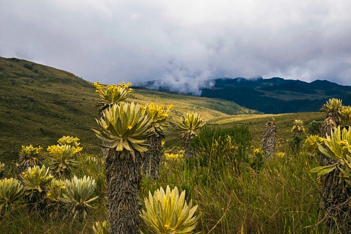Colombia has an incredible system of stops, with a lot of diversity of vegetation among which are the frailejones that adapted to very low temperatures, grow one centimeter per year and you can find up to four years of an age of 400 years