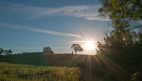 Early morning sun shining next to Valley Oak tree on hill in Paso Robles wine country in the Central Valley of California United States