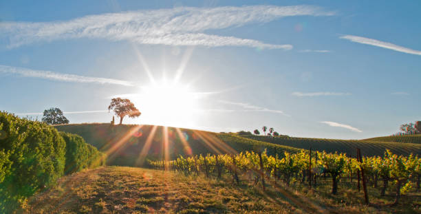 Early morning sun shining next to Valley Oak tree on hill in Paso Robles wine country in the Central Valley of California United States stock photo