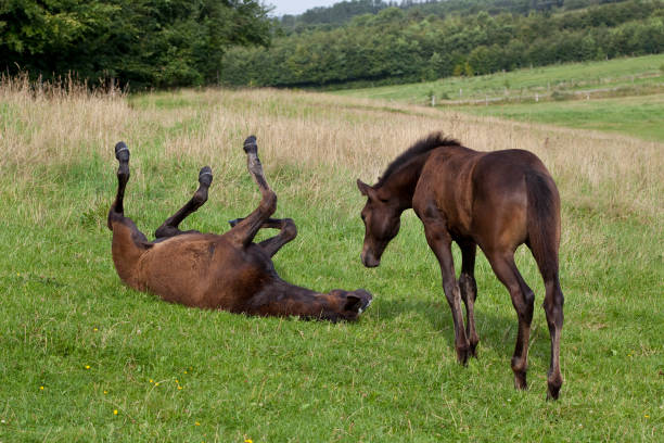 istock Foal Horse Relaxation 836409696
