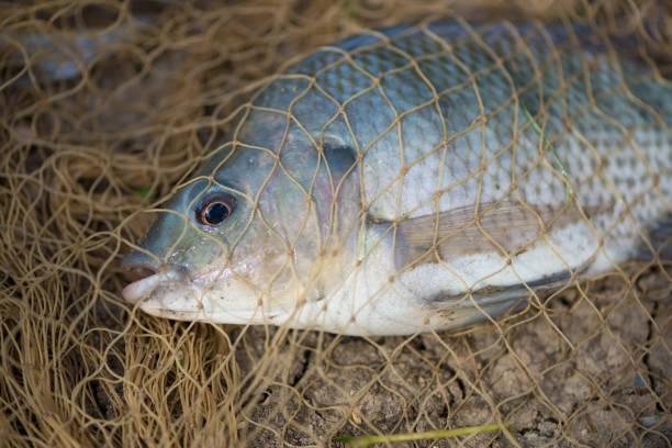 istock Fish in fishing net. animal. 836410192