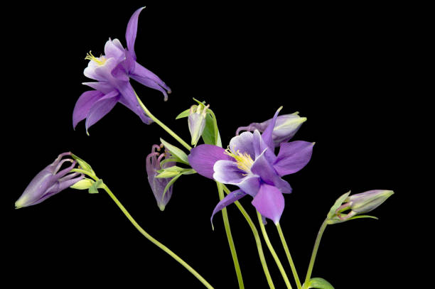 istock Beautiful daisy flowers isolated on black background 836412342