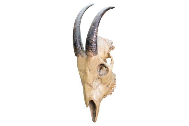 istock Skull of a horned animal 836412468