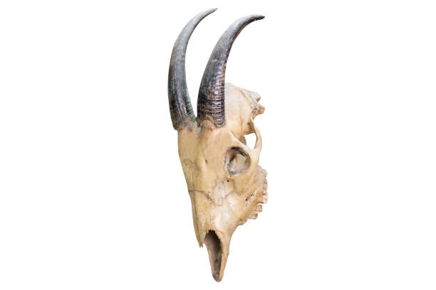 Skull of a horned animal Skull of a horned animal isolated on white satan goat stock pictures, royalty-free photos & images