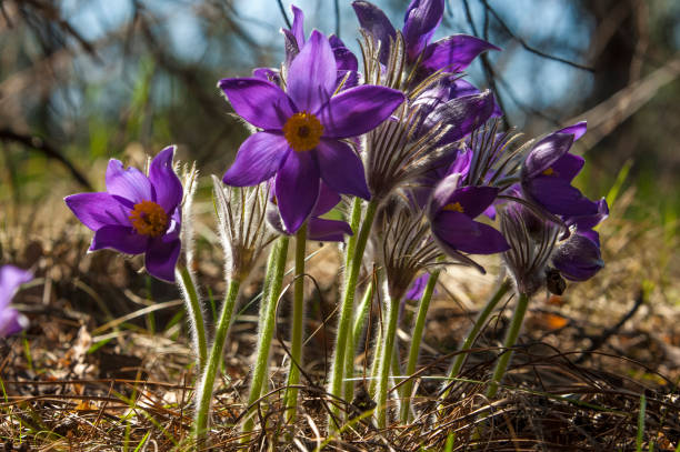 pulsatilla (pulsatilla) - 2840 zdjęcia i obrazy z banku zdjęć