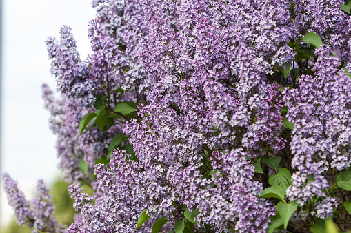 Lilacs grow in spring. The setting sun lit up the lilac. The strong aroma of a bouquet of lilacs