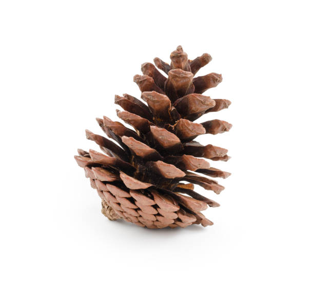 istock Pine cone isolated on white background (clipping path included) for Christmas decoration, holiday concept 836414724