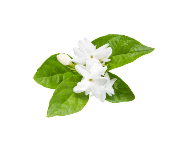 istock White jasmine flowers with green leaves isolated on white background (clipping path included) 836414740
