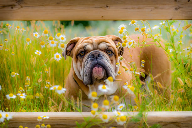 英語ブルドッグ - english bulldog ストックフォトと画像