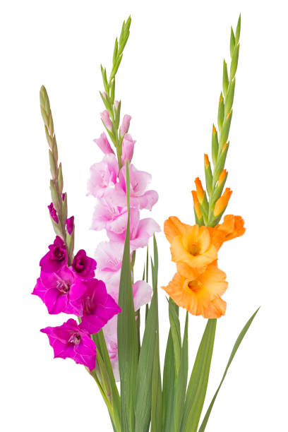 istock Three Gladiolus flowers isolated on white background 836418452