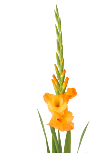 pomarańczowy kwiat gladiolus izolowany na białym tle - gladiolus orange flower isolated zdjęcia i obrazy z banku zdjęć