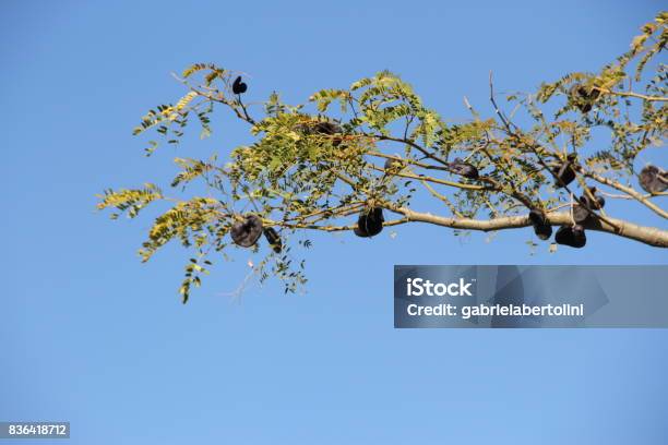 Uruguayan Argentinian Autochthonous Tree Stock Photo - Download Image Now - Argentina, Arts Culture and Entertainment, Beauty
