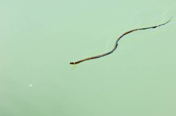 istock Snake in the water too 836419032